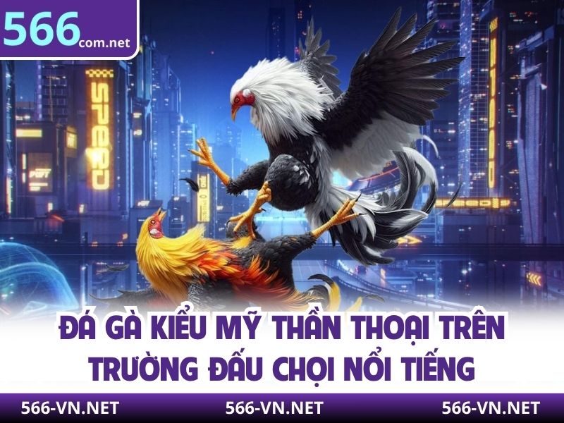 Đá Gà Kiểu Mỹ Thần Thoại Trên Trường Đấu Chọi Nổi Tiếng