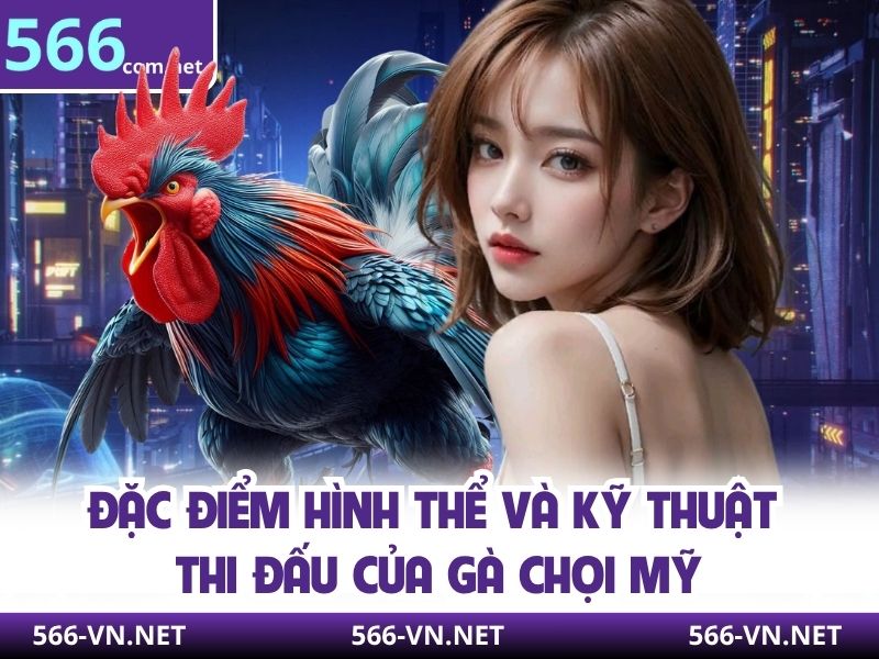 Đặc điểm hình thể và kỹ thuật thi đấu của gà chọi Mỹ